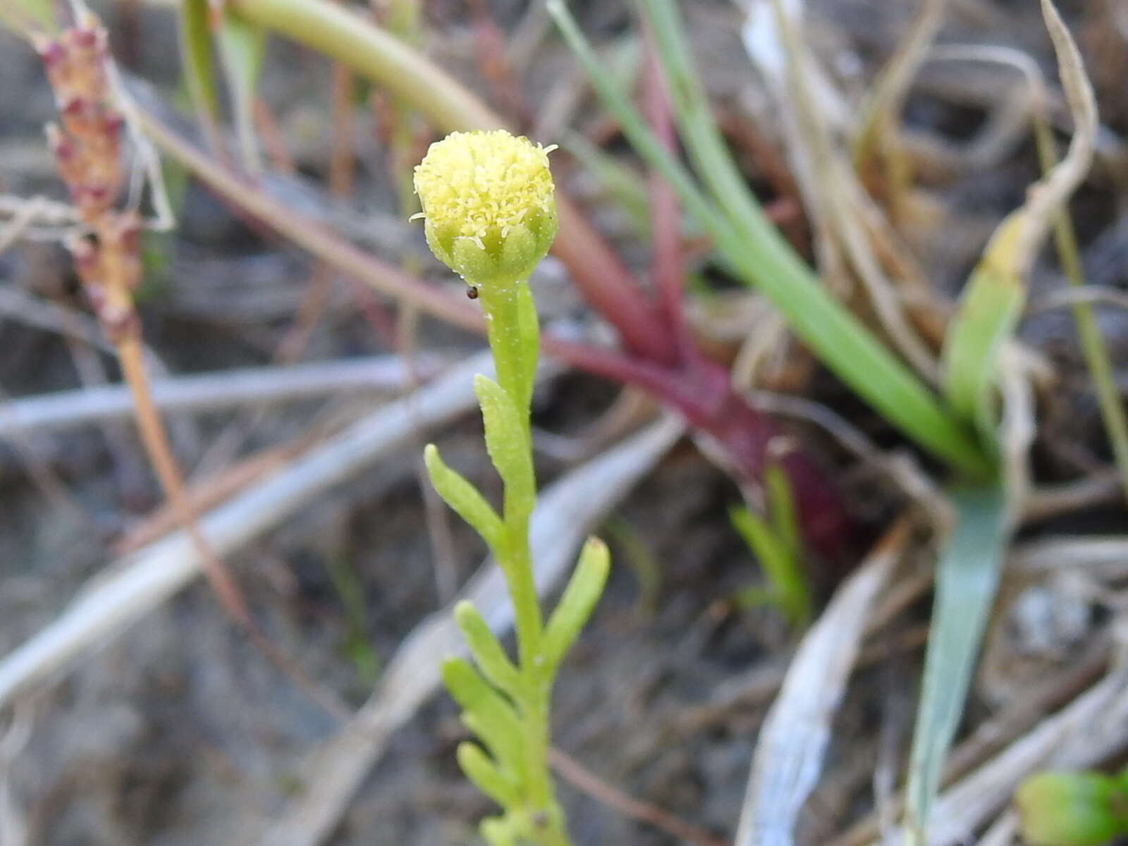 Image of pygmy prairiedawn