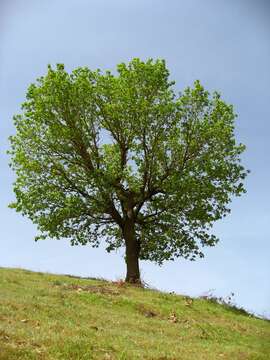 Image of Brant's oak