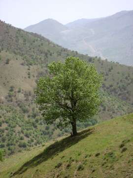 Imagem de Quercus brantii Lindl.