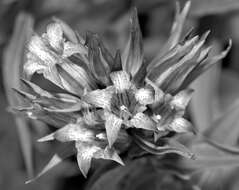 Image of Gentiana asclepiadea L.