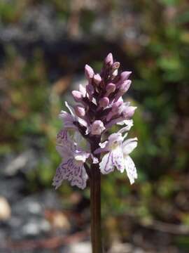 Image of Heath spotted orchid