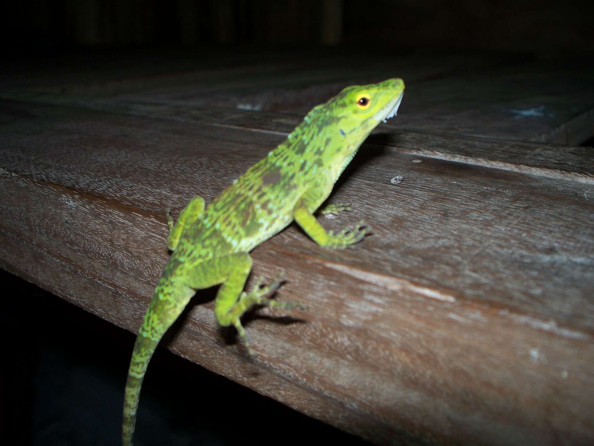 Imagem de Anolis biporcatus (Wiegmann 1834)