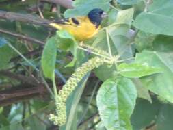 Image of Olivaceous Siskin