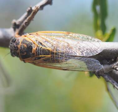 Image of Cicadatra hyalina (Fabricius 1798)