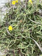 Image of coastal sand frostweed