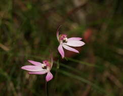 Image of Ornate pink fingers