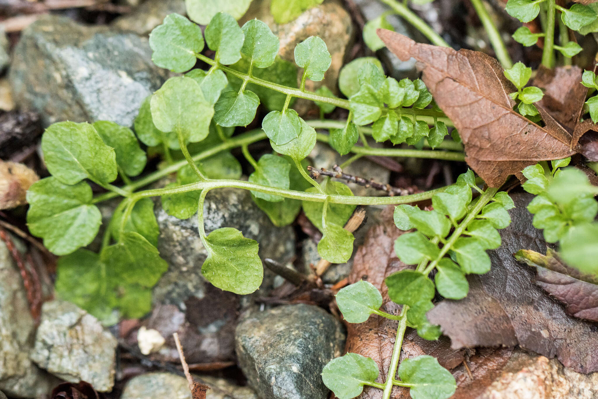 Image of wood bitter-cress, wavy bitter-cr.