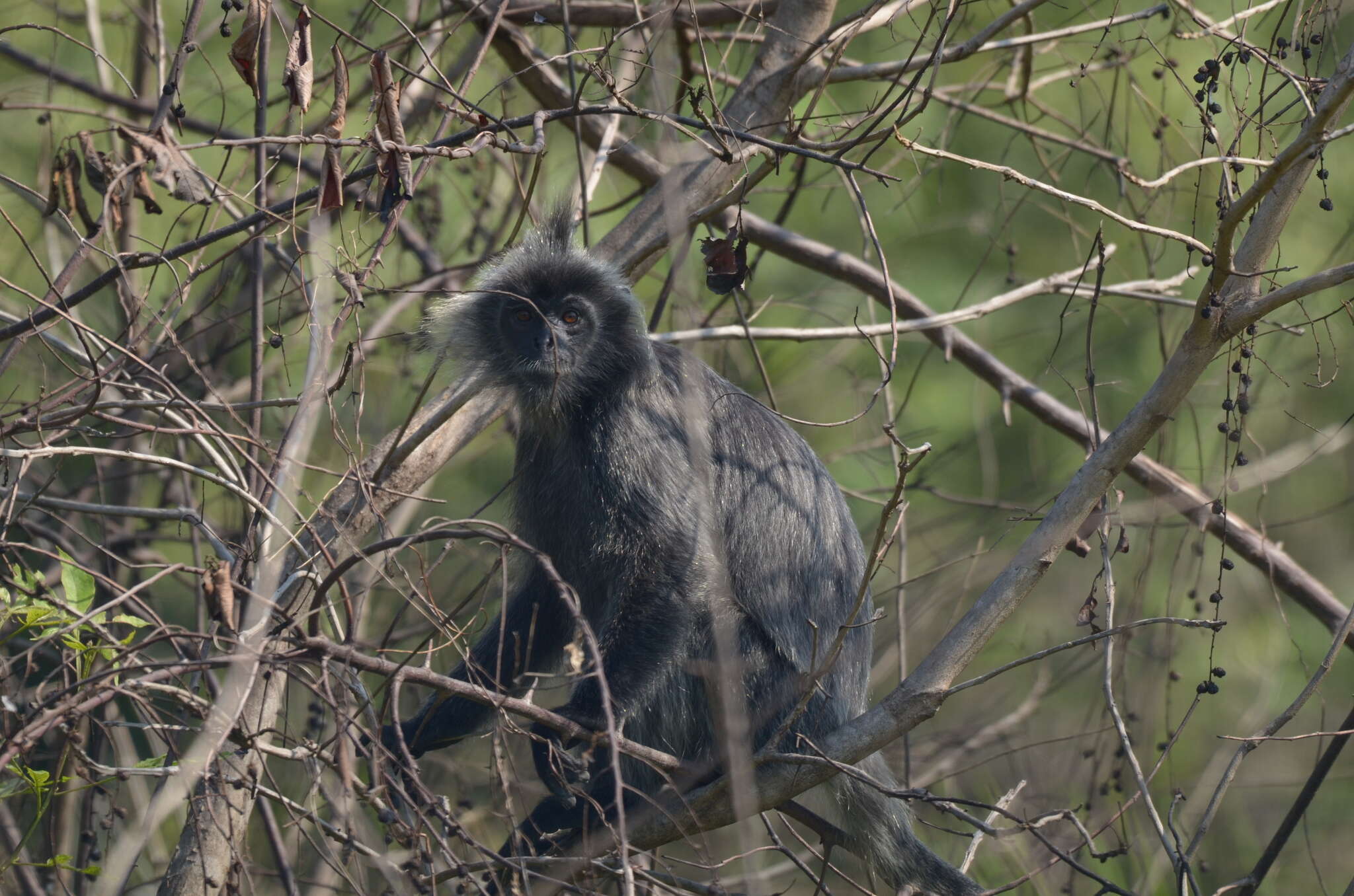 Image of Trachypithecus selangorensis Roos, Nadler & Walter 2008