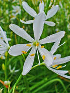 Image of St. Bernard’s lily