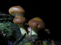 Image of Armillaria gallica Marxm. & Romagn. 1987