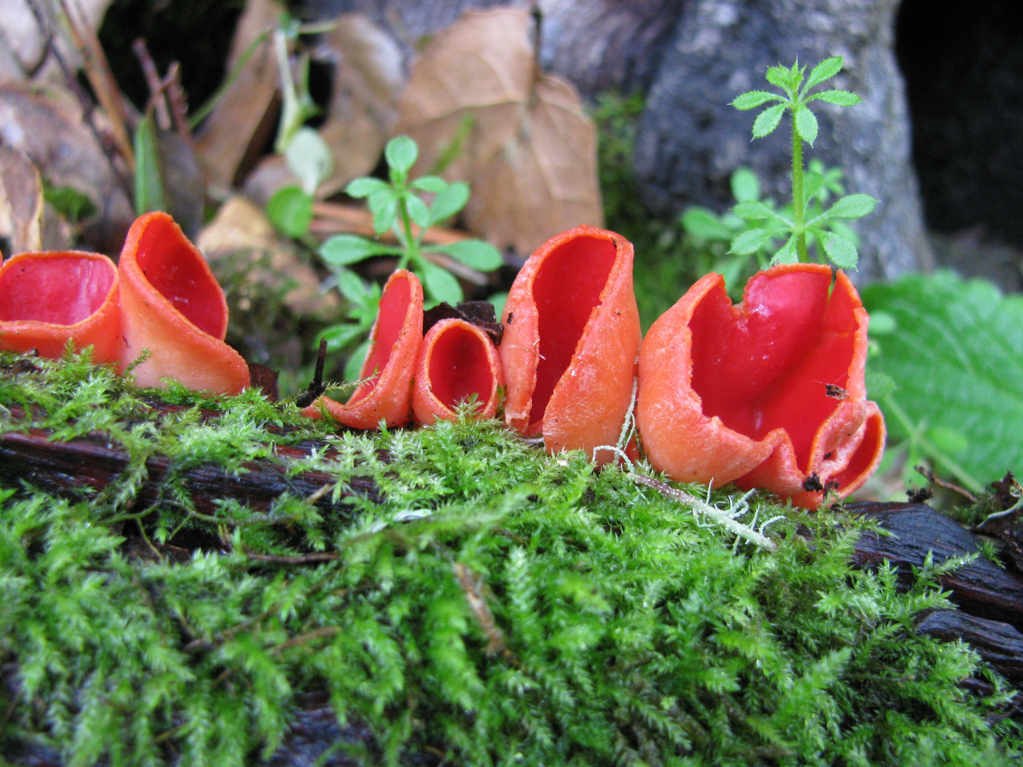 Image of Ruby elfcup