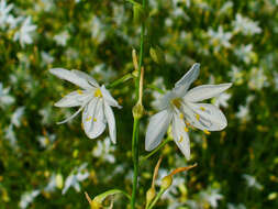 Image of Branched St Bernard's lily