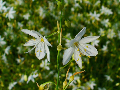 Image of Branched St Bernard's lily