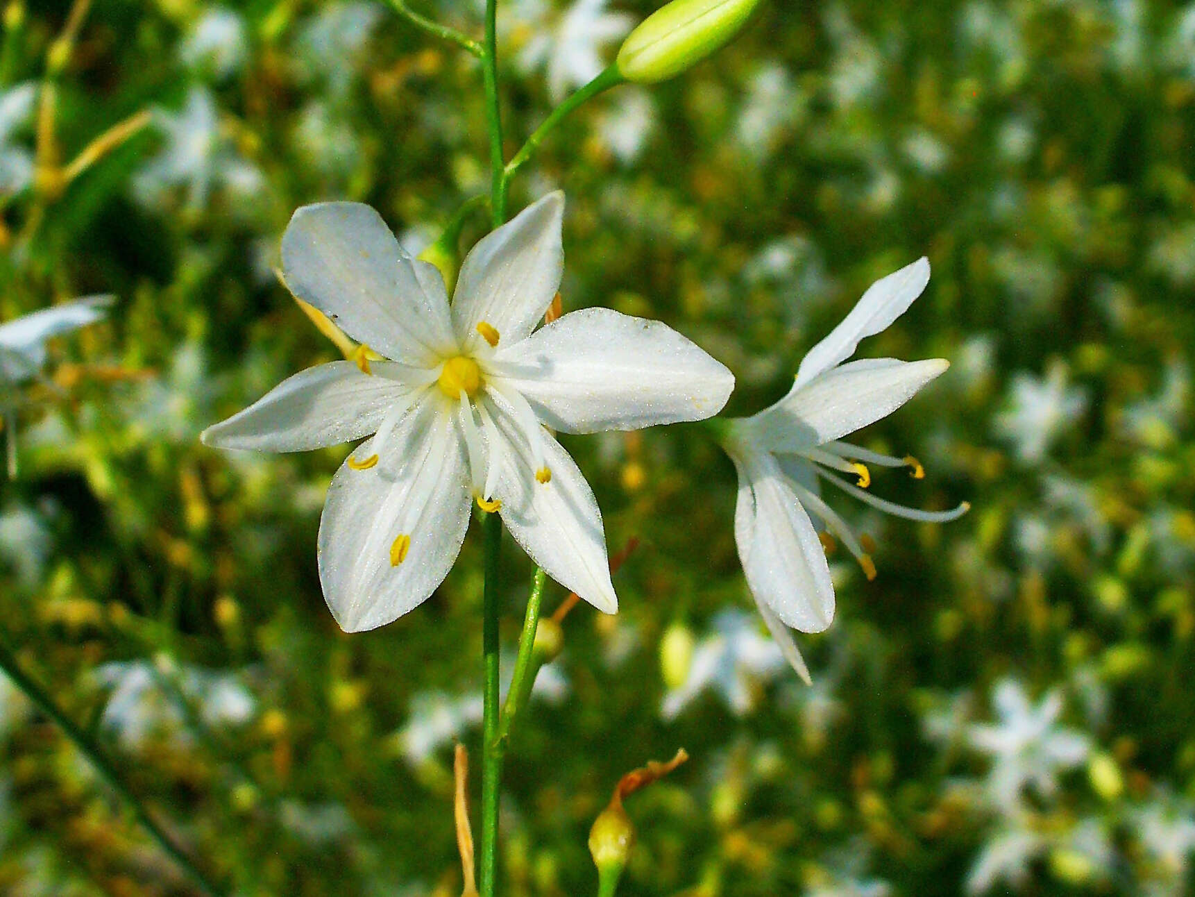 Image of Branched St Bernard's lily