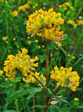 Слика од Anthyllis vulneraria L.