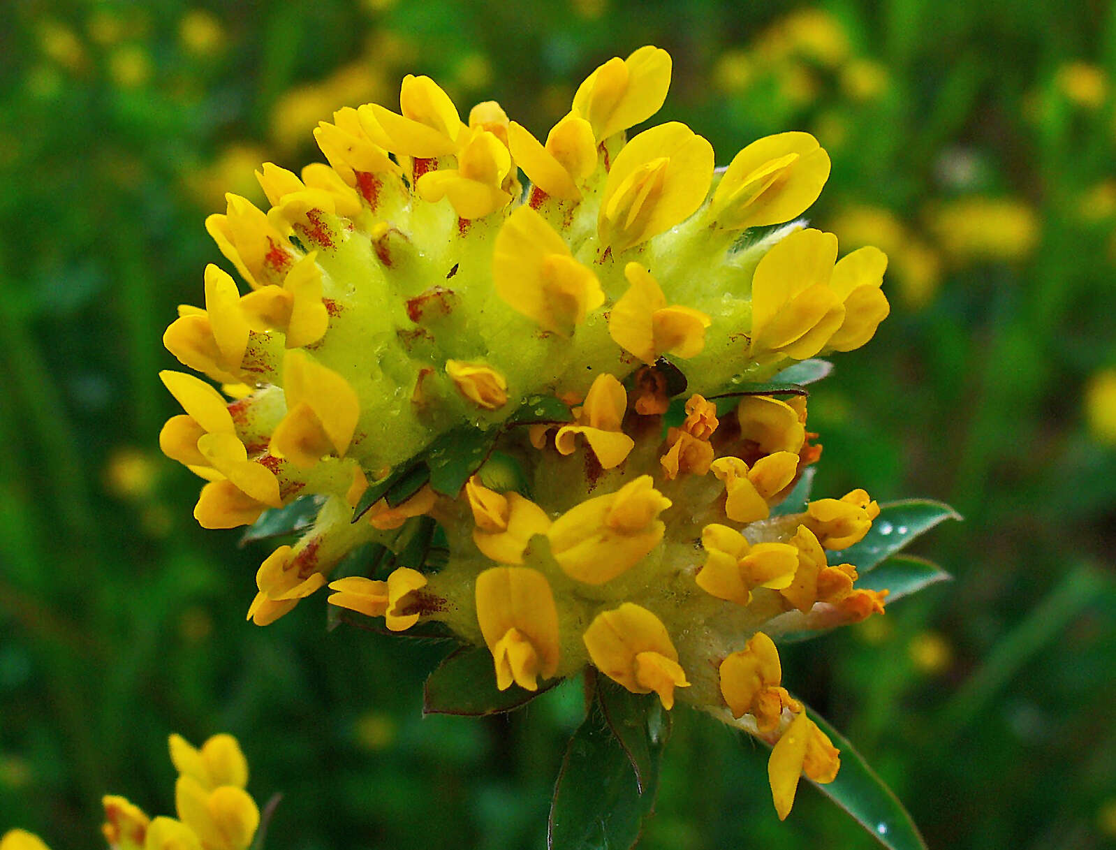 Слика од Anthyllis vulneraria L.