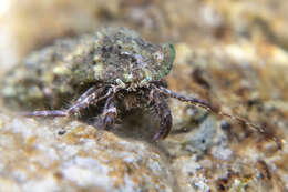 Image of rocky-shore hermit crab