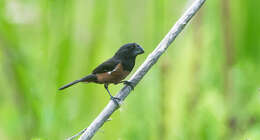 Image of Chestnut-bellied Seed Finch