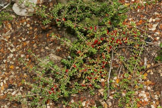 Image of Coprosma depressa Colenso ex Hook. fil.