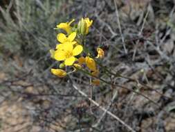 Image of Moapa bladderpod