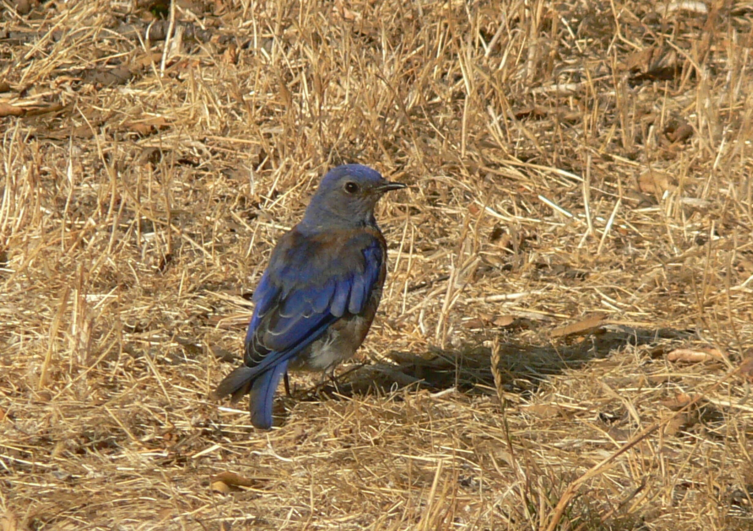 Image of Western Bluebird