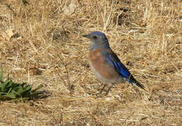 Image of Western Bluebird