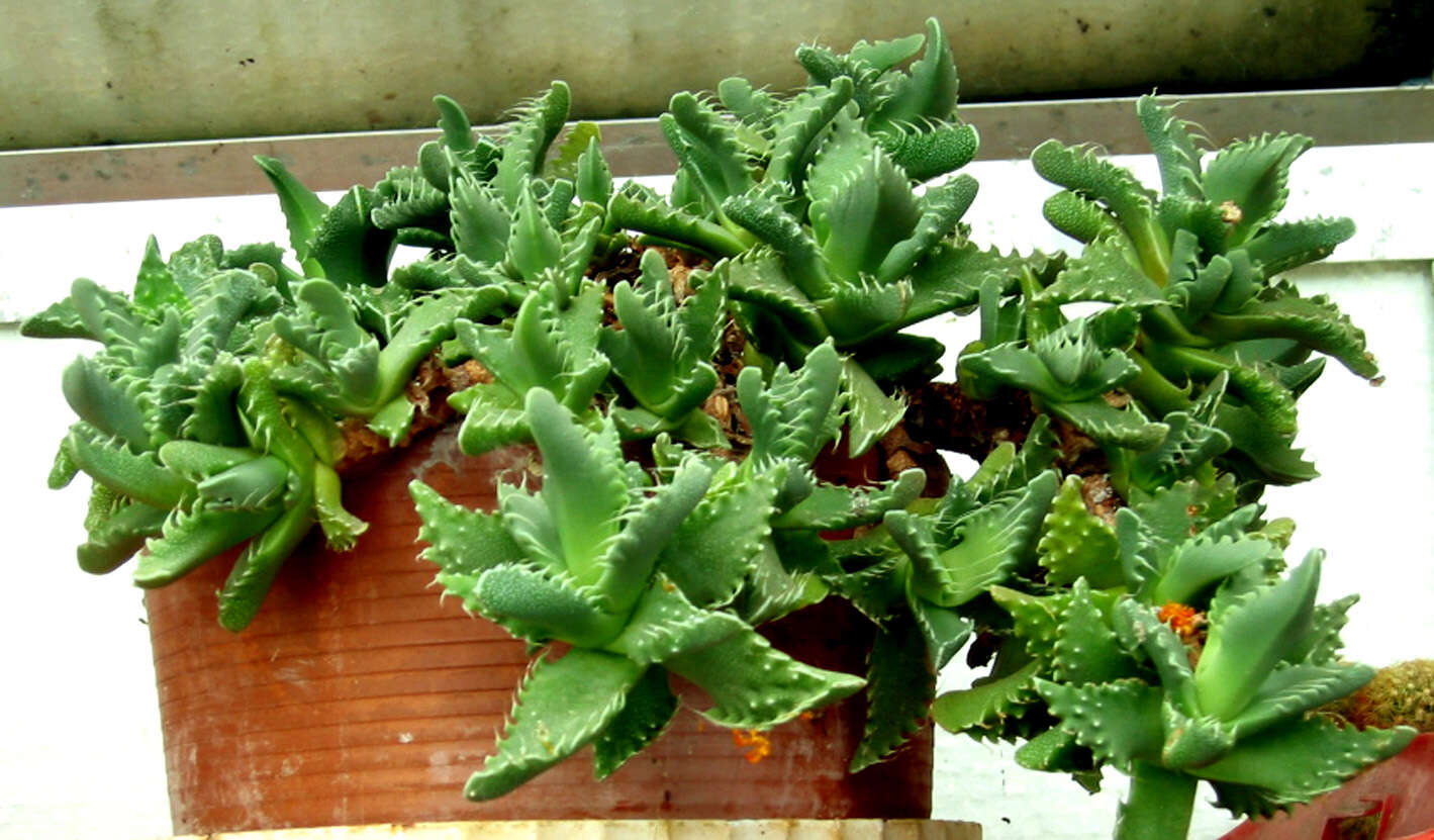 Image of Faucaria tigrina (Haw.) Schwant.