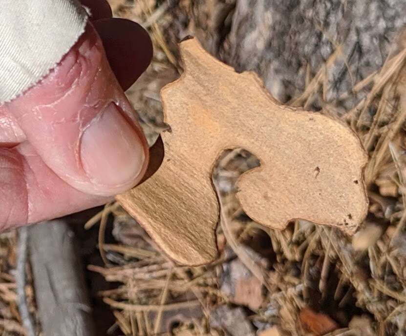 Image of ponderosa pine