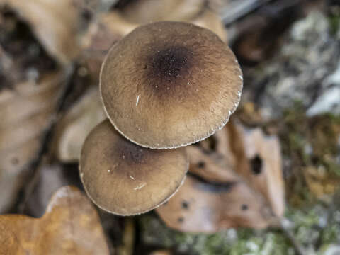 Imagem de Pluteus phlebophorus (Ditmar) P. Kumm. 1871