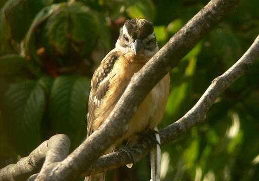 Image of Black-headed Grosbeak