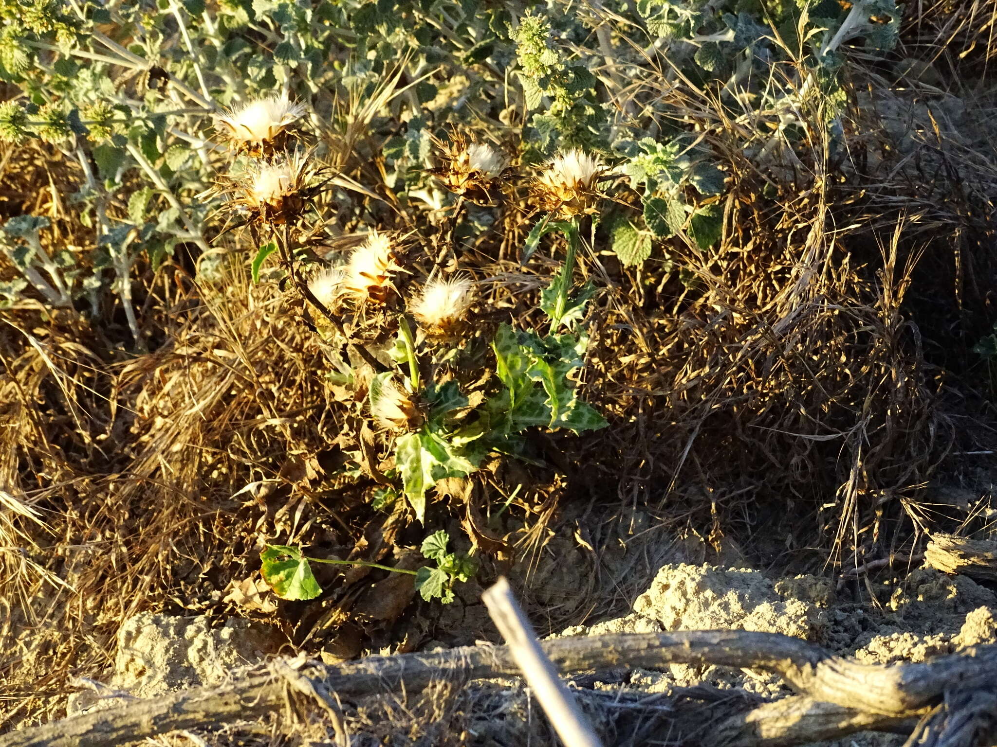 Image of Milk thistle