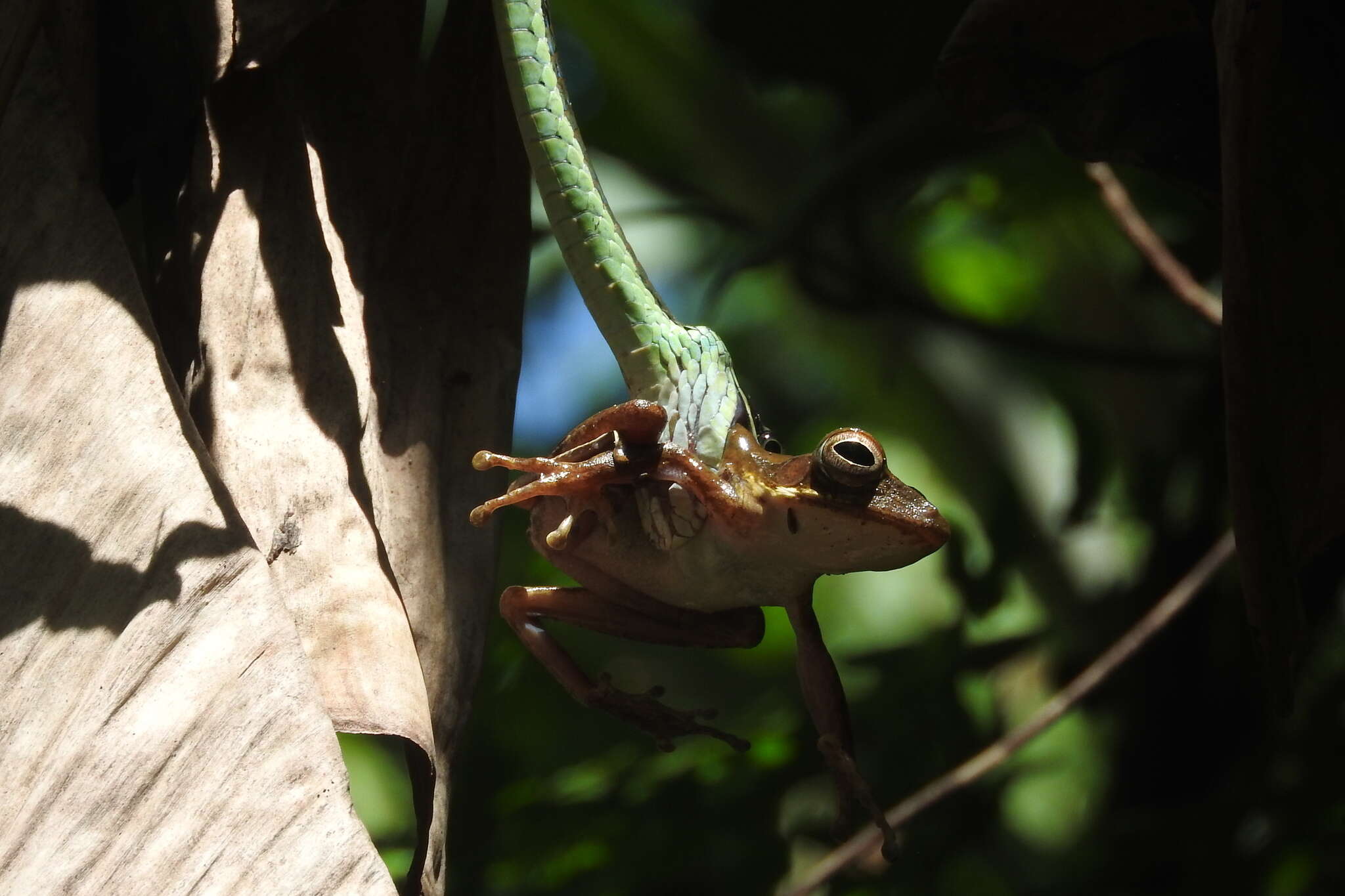 Plancia ëd Dendrelaphis bifrenalis (Boulenger 1890)