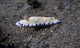 Image of Pale gold and purple slug