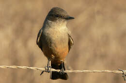 Image of Say's Phoebe