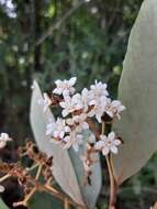 Image of Nectandra oppositifolia Nees & Mart. ex Nees