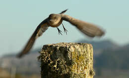 Image of Say's Phoebe