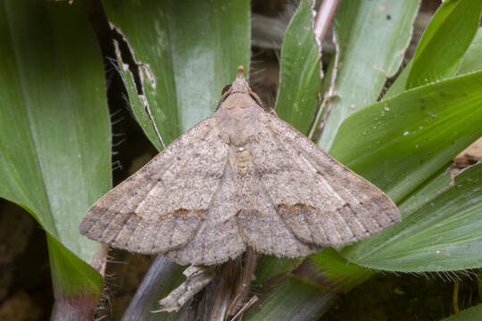 Image of Gesonia obeditalis Walker 1859