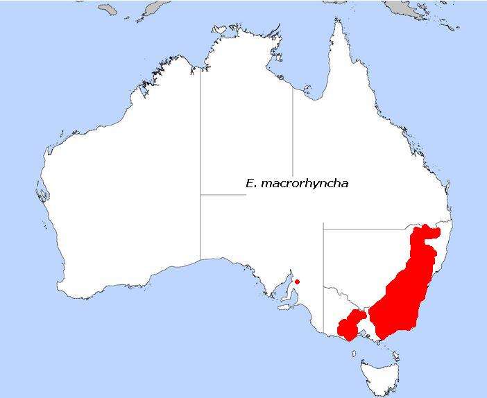 صورة Eucalyptus macrorhyncha F. Müll.