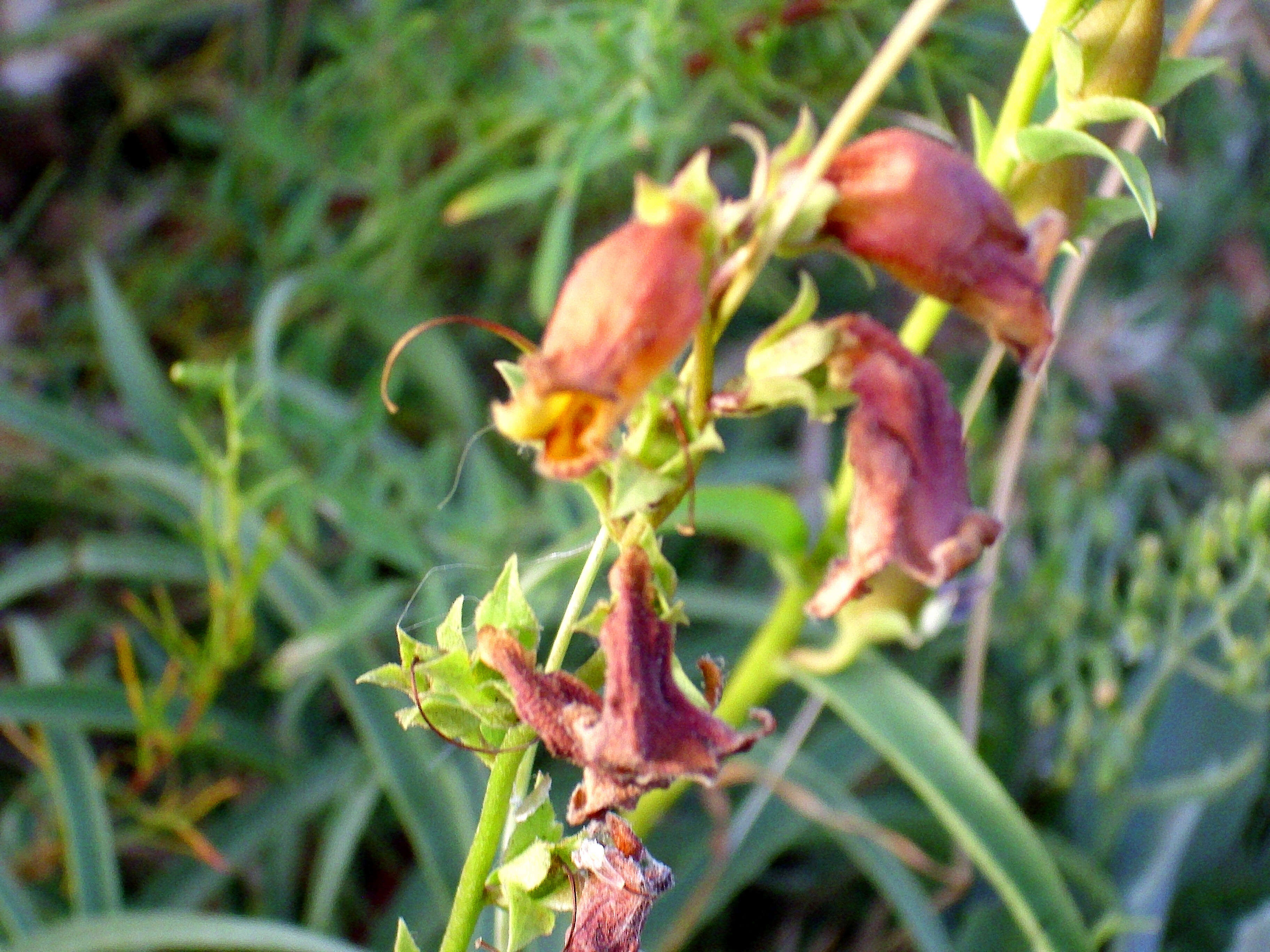 Imagem de Digitalis obscura L.