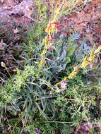 Image de Digitalis obscura L.