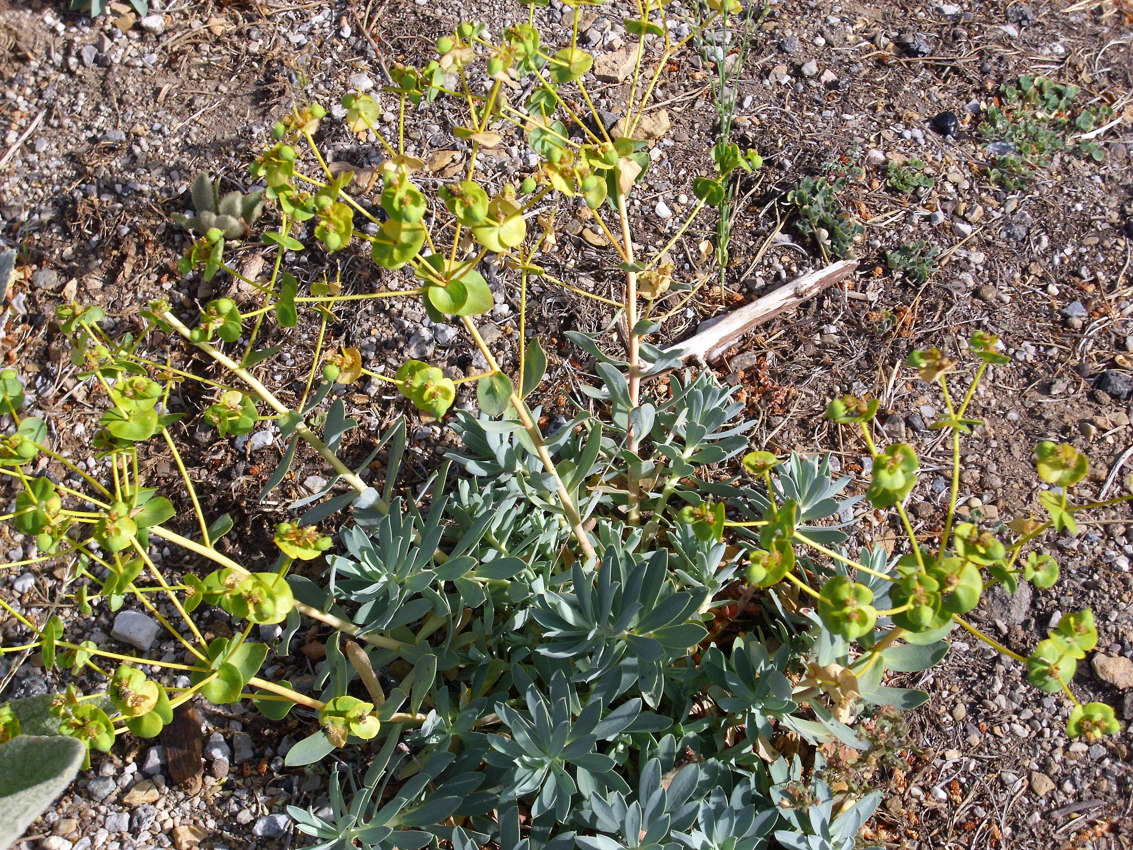 Image of Euphorbia nicaeensis All.