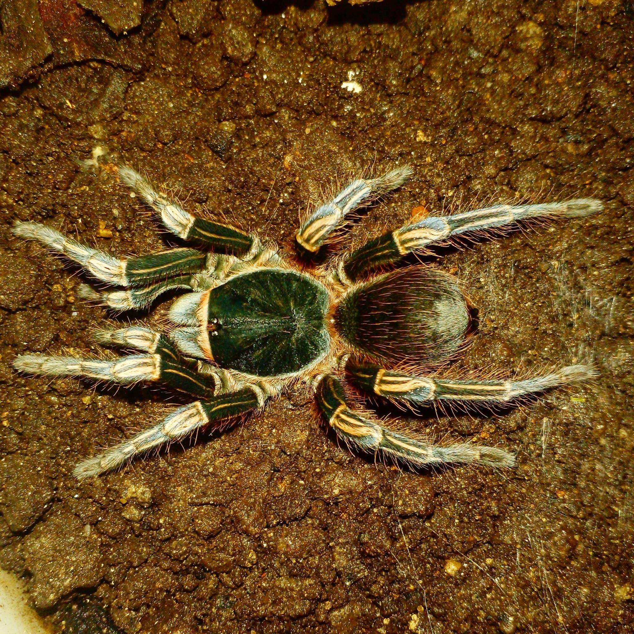 Image de Acanthoscurria simoensi Vol 2000