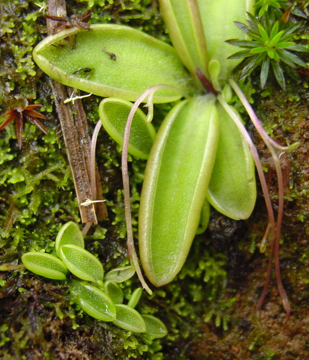 Image of Pinguicula orchidioides A. DC.