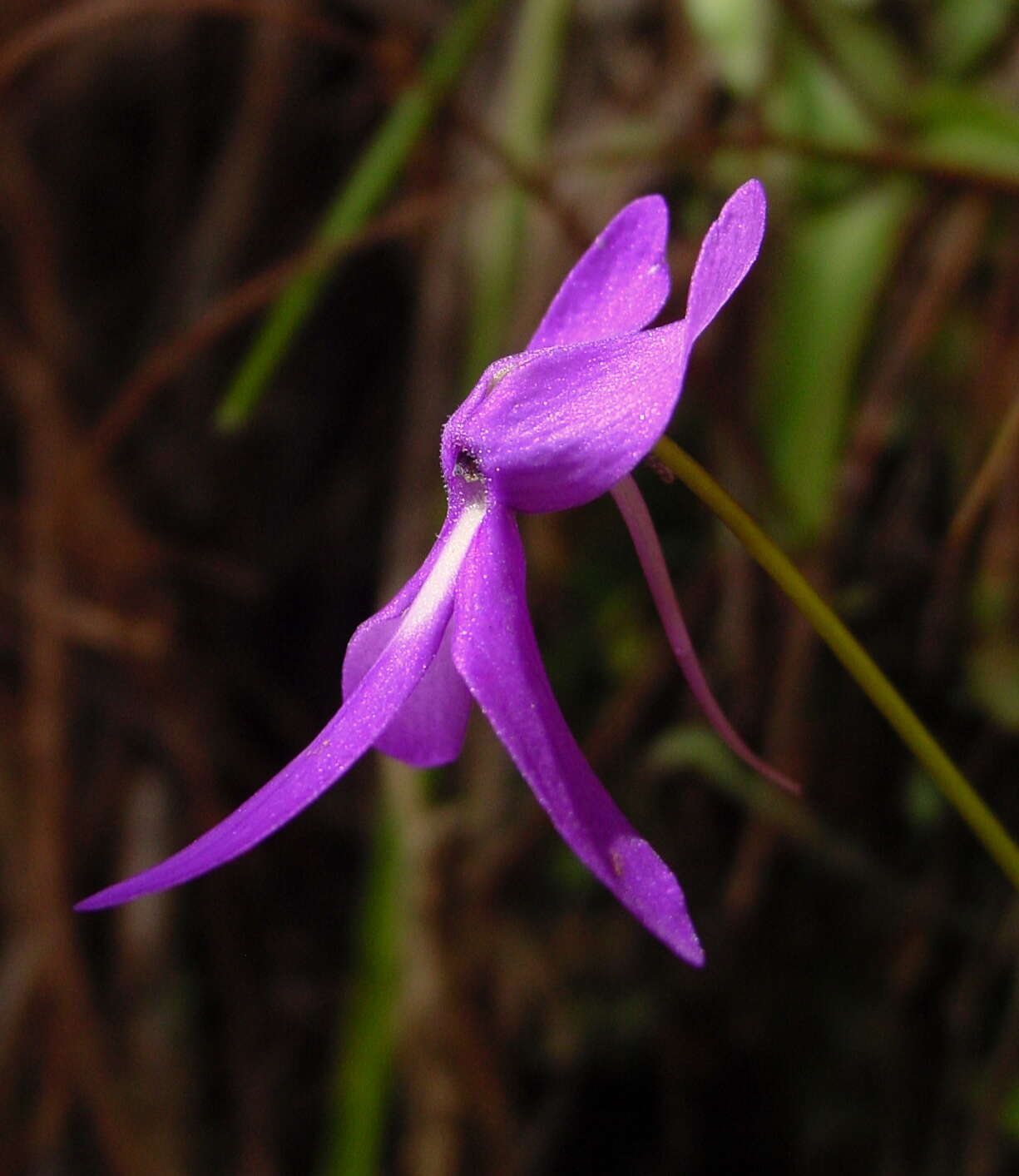 Image of Pinguicula orchidioides A. DC.