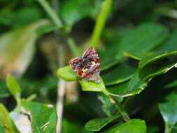 Image of Choreutis sexfasciella Sauber 1902