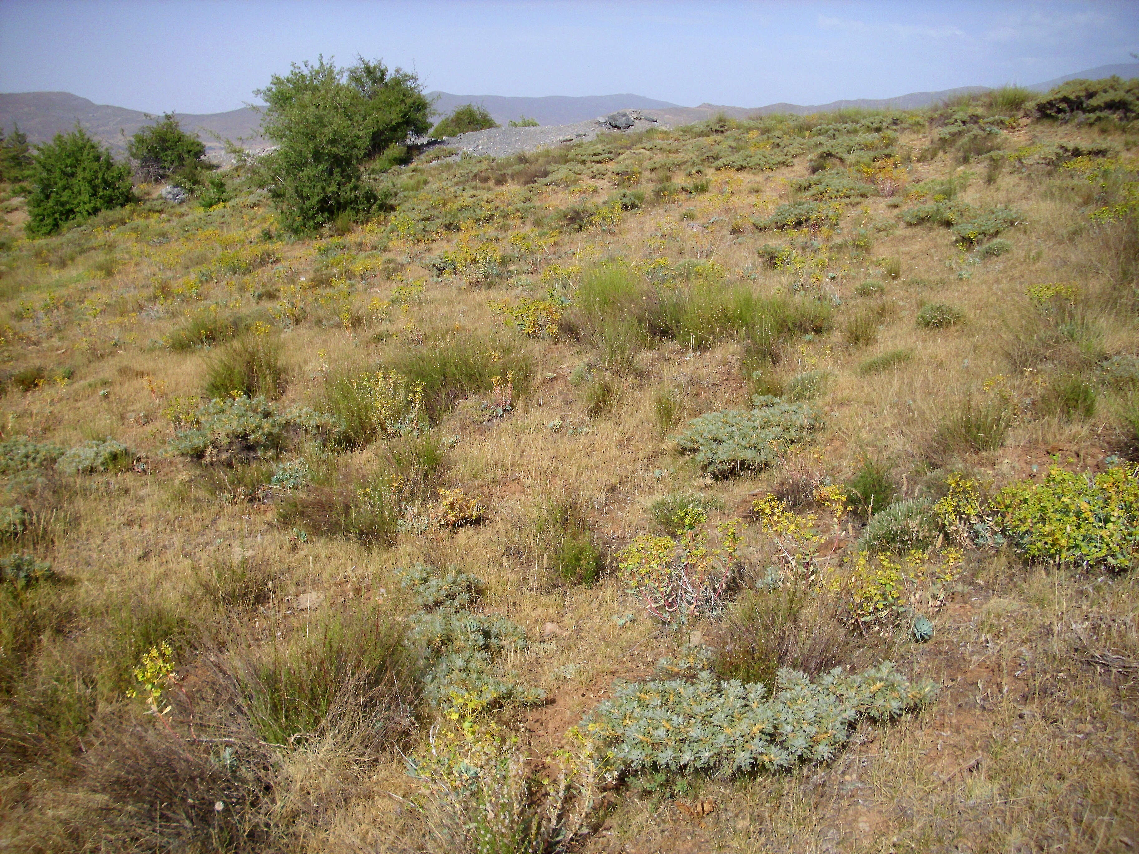 Image of Euphorbia nicaeensis All.