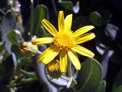 Image of Senecio nevadensis Boiss. & Reut.