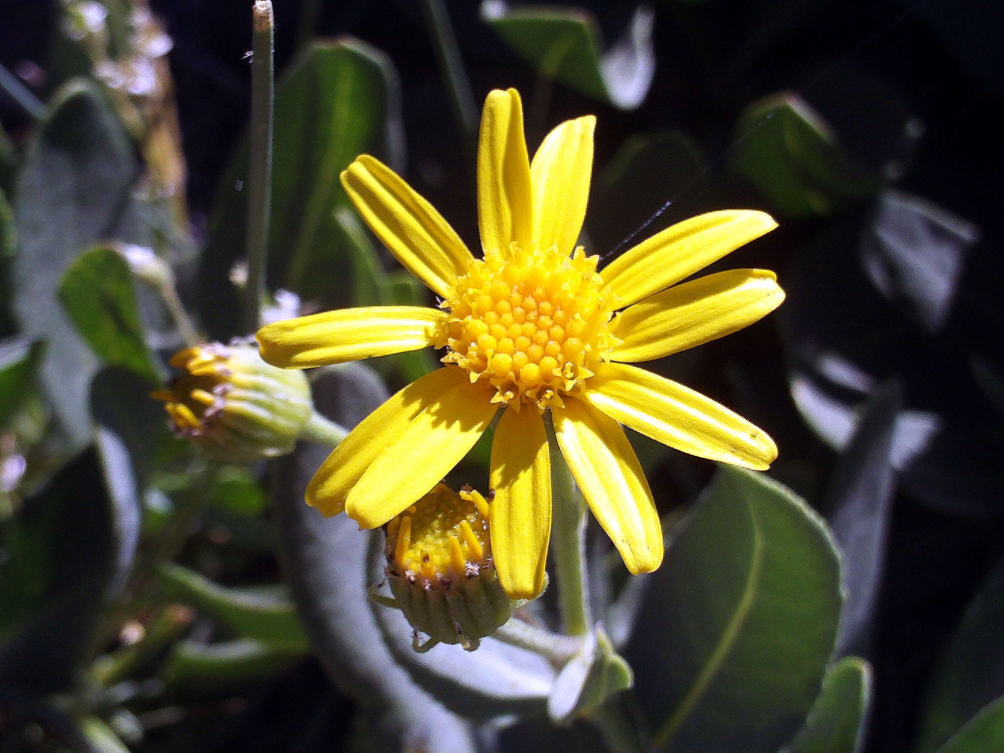 Image of Senecio nevadensis Boiss. & Reut.