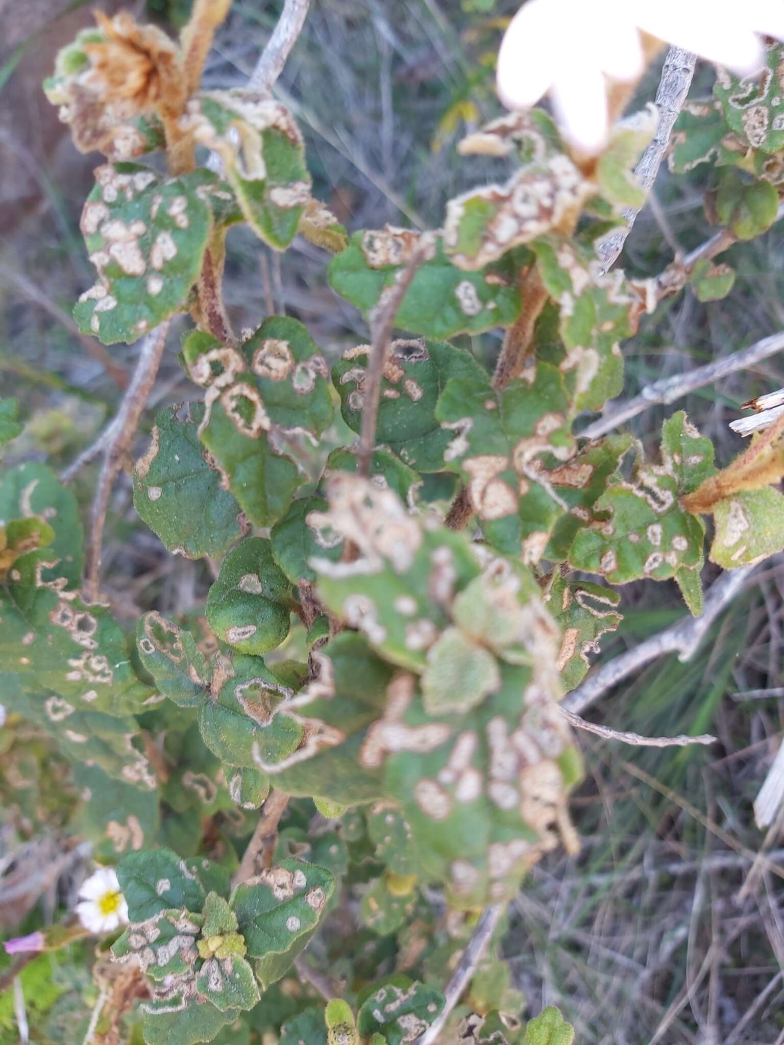 Image of Olearia tomentosa (Wendl.) DC.