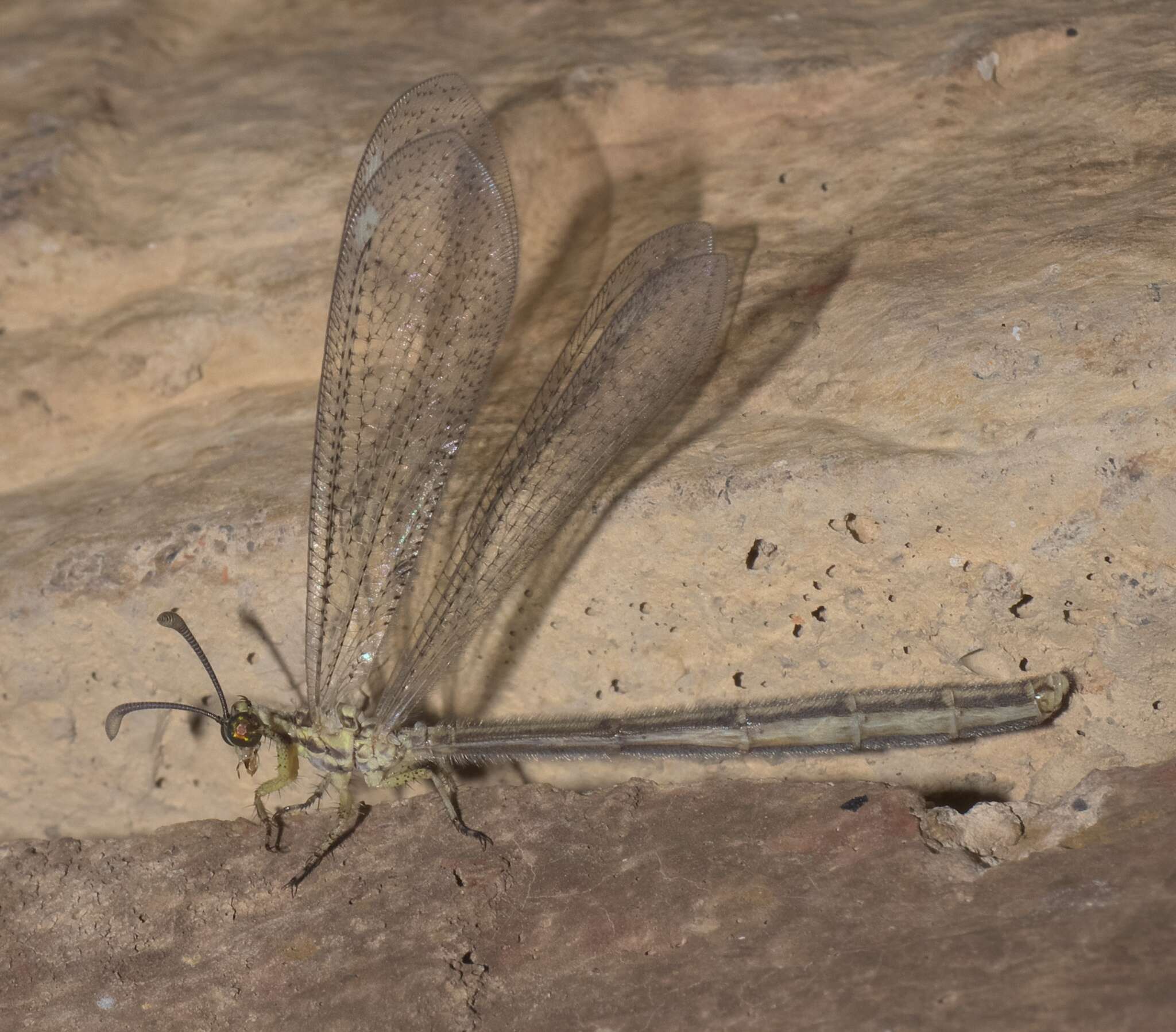 Слика од Brachynemurus abdominalis (Say 1823)